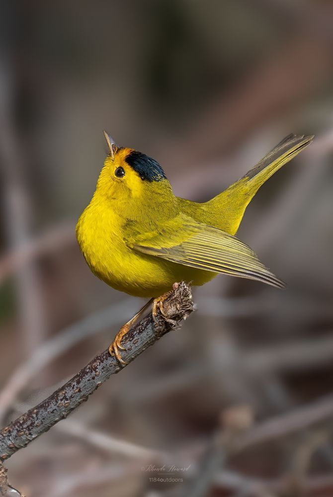 Tiny, bright yellow birb shown in profile that is twisted almost into a U shape, with the head and the tail up. He appears to be wearing a little black skullcap and has very dark brown eyes.