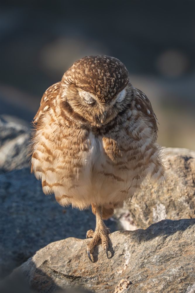 Bowing owl, actually a Burrowing Owl taking a bow. Small rotund and very cute birb with brown head and wings that have a pattern of white spots scattered throughout, a fluffy white-ish belly with light tan barring, a feathered leg with lengthy talons. The subject is perched on a rock with blurry rocks in the background.