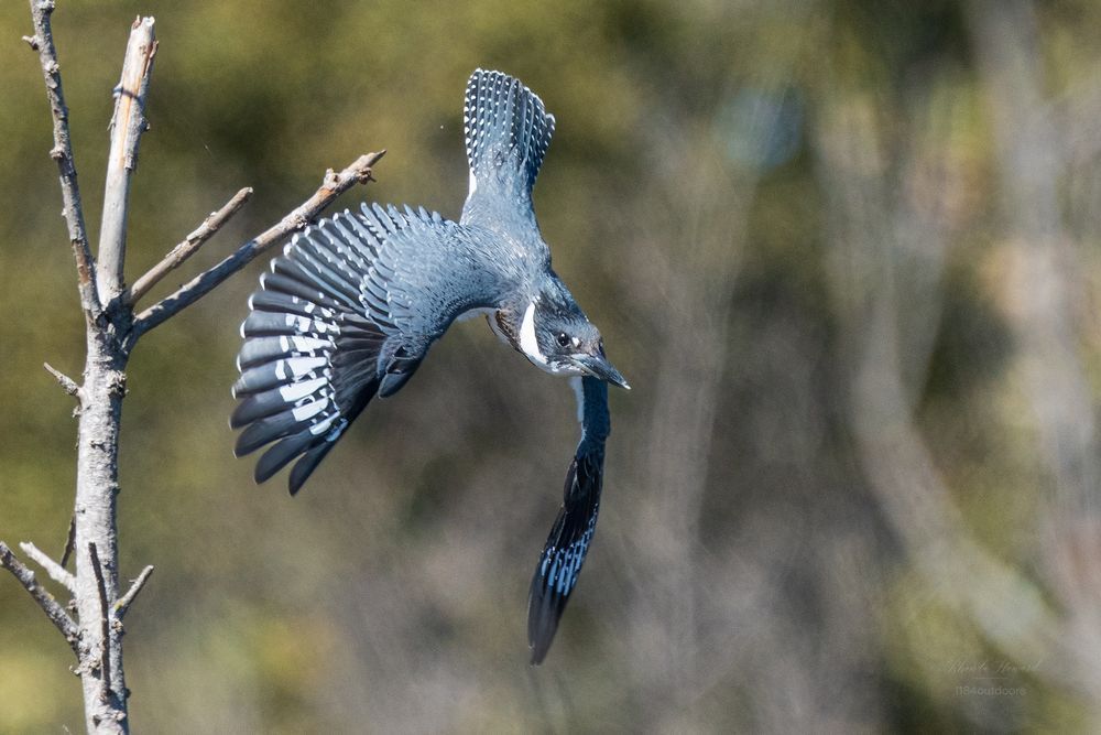 Mostly slate blue bird with large pointed black bill is starting a fishing dive down and away from her perch. She has a white front collar, white patches on her wings and white spots on her tail feathers. Her wings are downward and out, her tail is flipped up a bit and the background is blurry late summer foliage.