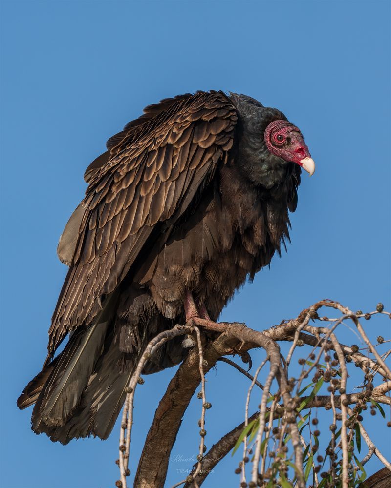 Turkey Vulture perched atop a snag. A red, wrinkly face, fluffy black feathers around the "collar" and otherwise having fluffy dark brown feathers. The subject is 3/4 facing the camera, with head turned to look at the viewer.