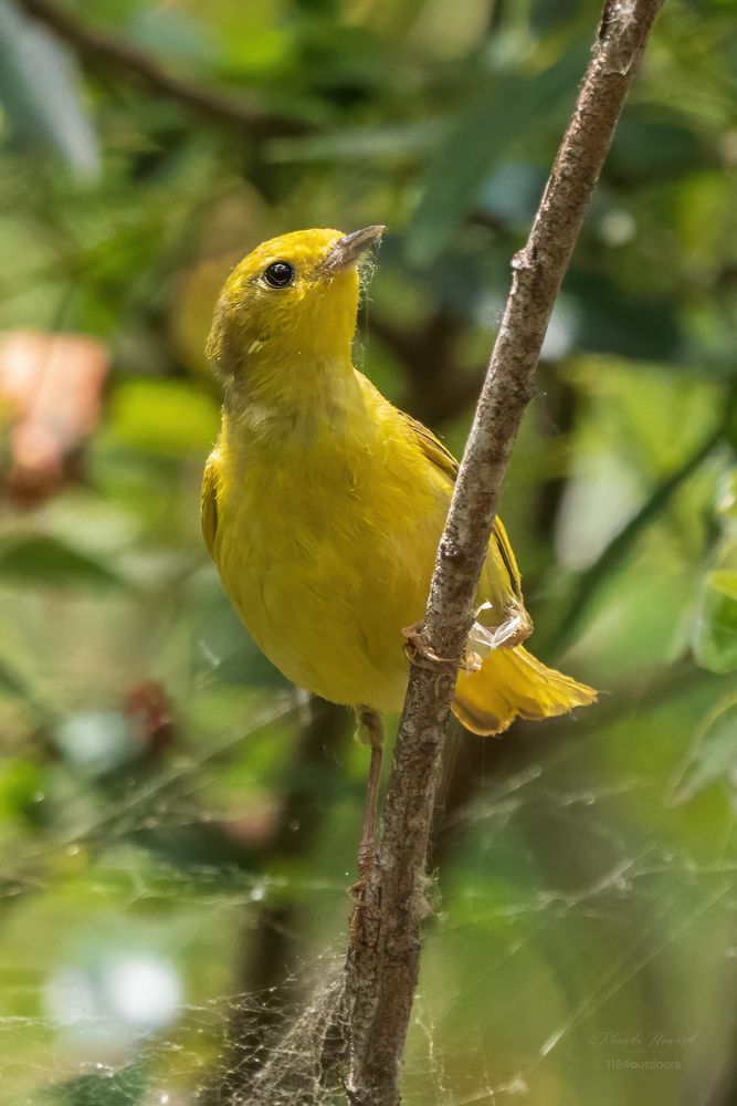 Small yellow bird on a branch with spider web wrapped around her bill, and the rest of the now heavily damaged web visible in the lower third of this frame. She's facing the viewer and the branch looks almost vertical in the frame. The background is blurry tree canopy.