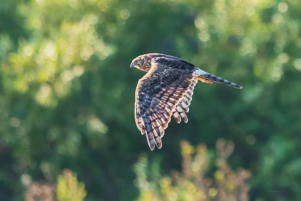 Brown and white patterned raptor with white patch on rump and barred tail, flying with wings extended downward. She has pale yellow eyes and a hooked bill. Background is blurry foliage.