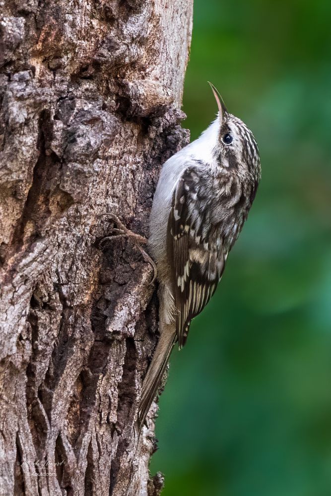 Brown & white bird with skinny curved bill and huge back claws is climbing a tree trunk. There's blurry foliage in the background.