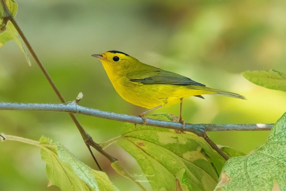 Little yellow bird with black on top of his head (females do not have the black cap), leaning forward on a small branch, shown in profile. Background is blurry foliage, with a few leaves in the foreground that are somewhat in focus.