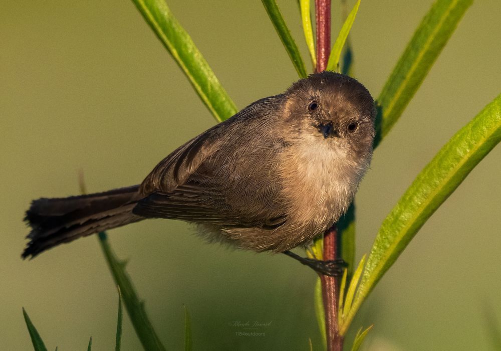 Tiny brownish bird with head turned towards the viewer so that both eyes are visible. He's perched on a vertical twig that is reddish brown and has a few slender green leaves. The background is very blurry foliage.