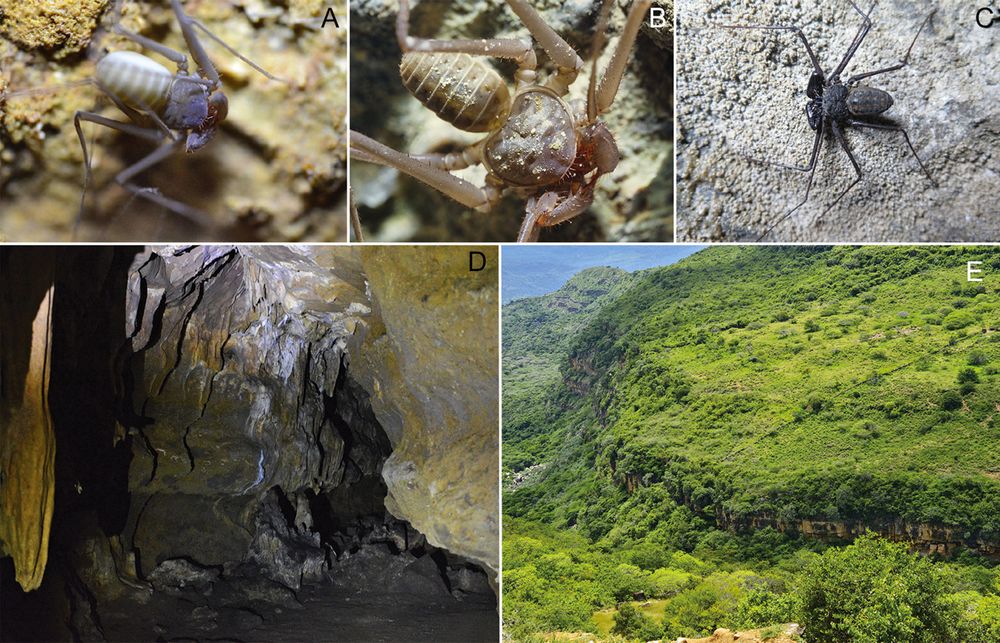A collage of five images labeled A–E.

    Image A: A close-up view of a pale whip spider on a rocky cave surface.

    Image B: A detailed close-up of a whip spider.

    Image C: A darker-colored whip spider resting on a stone wall in a more exposed environment.

    Image D: Interior of a rocky cave showing stalactites, dark shadows, and uneven rock formations.

    Image E: A lush, green mountainous landscape with steep slopes and visible rock layers, likely representing the external environment above the cave system.