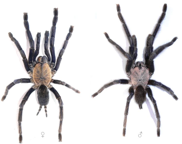Comparison image showing photos of a female (left) and male (right) tarantula viewed from above on a white background.