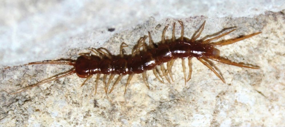 A reddish-brown centipede with a glossy body and long antennae, photographed on a rough, pale rock surface.