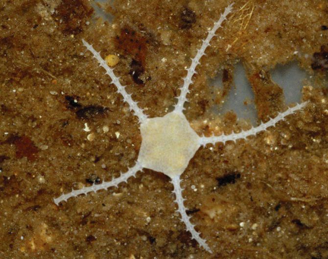Close-up photo of a small, pale brittle star on a sandy and organic substrate. The brittle star has a pentagonal central disc with five long, slender, and spiny arms extending outward in a star-like pattern. The body and arms are semi-translucent and lightly colored, contrasting against the brown, grainy background.