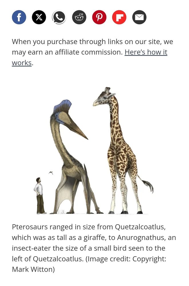 Shows Quetzalcoatlus standing next to a man & a giraffe. It's almost as tall as the giraffe.