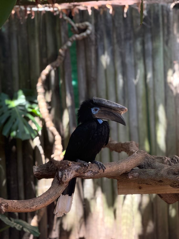 A black-casqued hornbill.