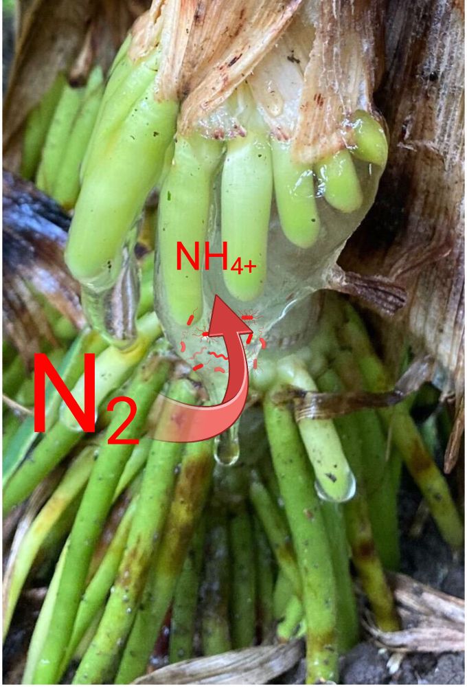 Sorghum aerial roots producing mucilage and hosting bacteria that fix nitrogen from the air