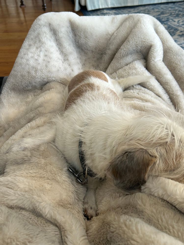 White, brown and gray shihtzu/Jack Russell dog on a blanket that matches her, both laid over my legs 