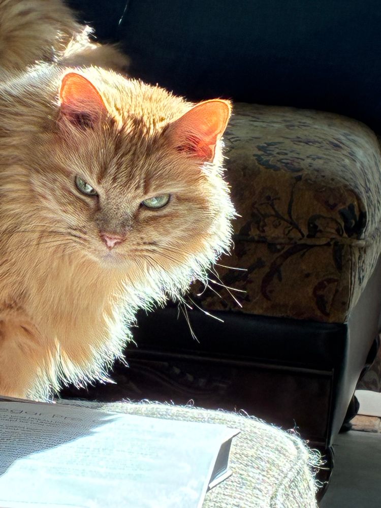 Amber, a medium-haired ginger tabby with green eyes, is backlit by the afternoon sun as she crouches on an ottoman. 