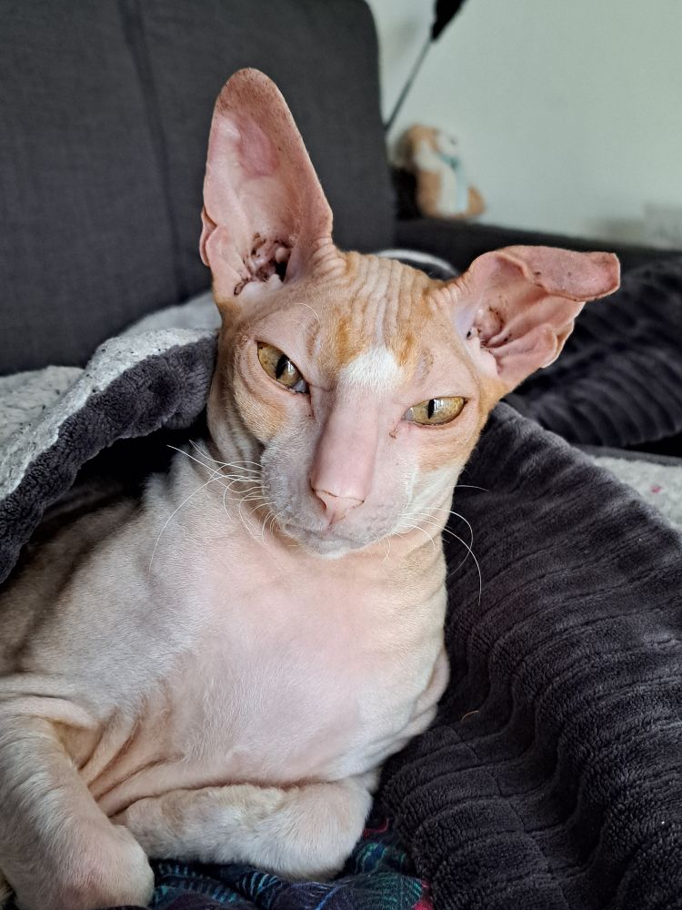 Excellent ginger and white cornish rex faces camera with one floppy ear