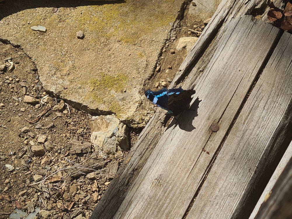Photo d'un papillon noir au sol. Des lignes bleues ciel bordent ses ailes.