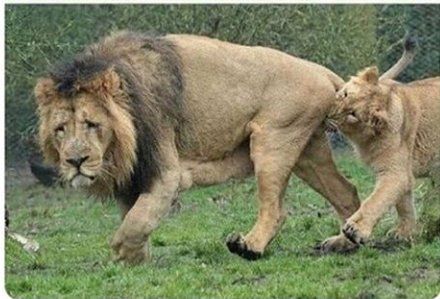 A lion is bitten on the balls by a lioness in heat 