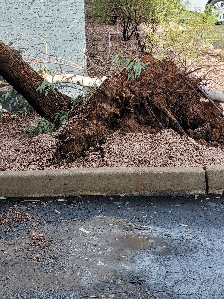 Tree roots in fallen over tree.