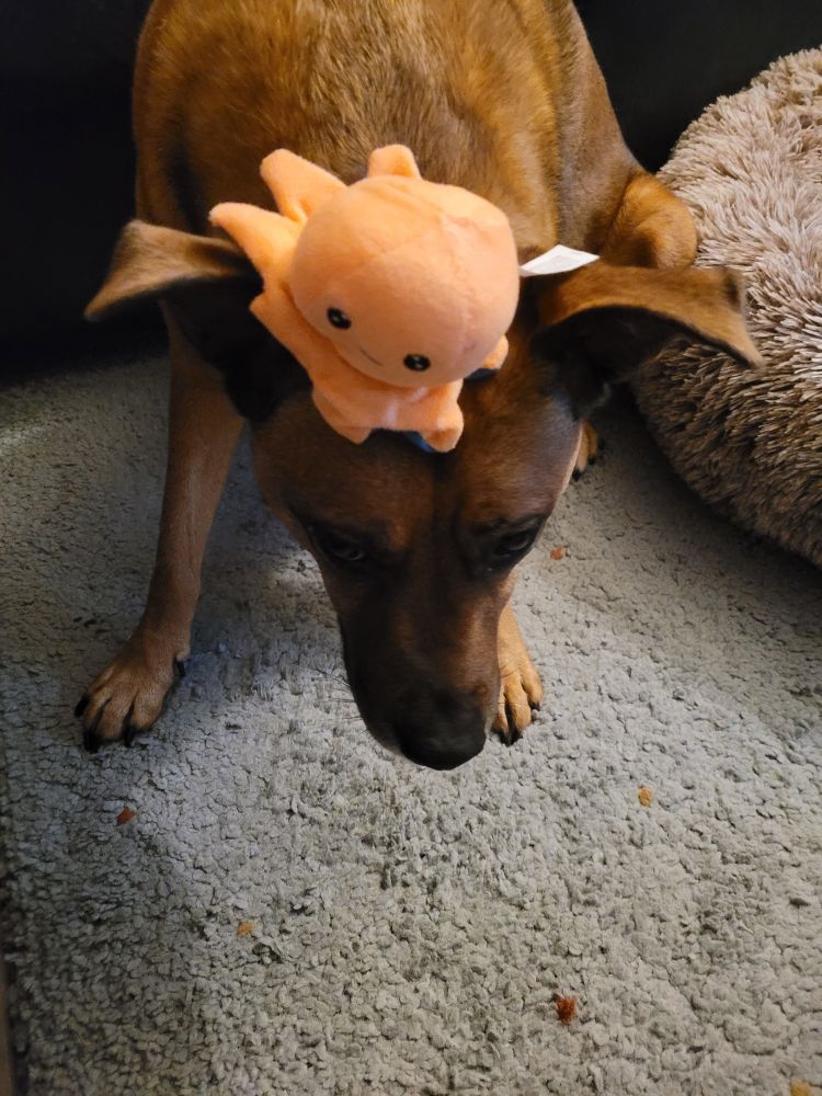 Brown dog with stuffed octopus on her head.