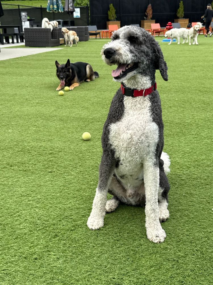 German Shepherd and Bernedoodle dogs