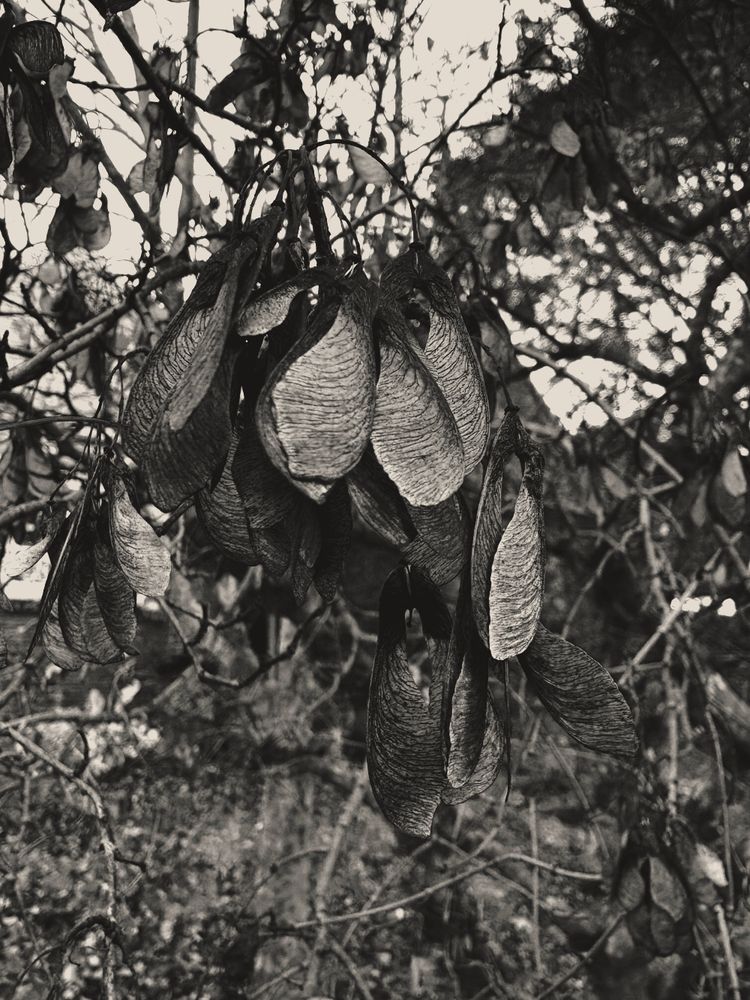 unidentified seed pods