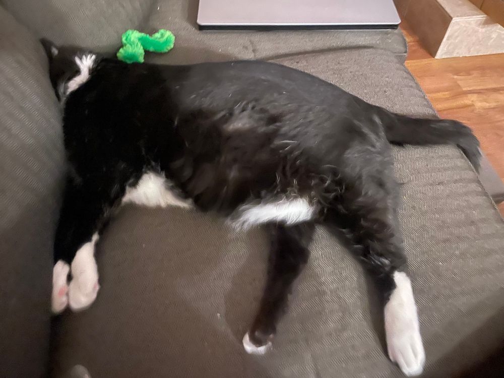 Sam the tuxedo cat sleeps stretched out on a gray couch with his head smooshed deeply into the couch cushion. Most of his face is not even visible because it’s nestled in between back couch cushions. It does look like he has no head.