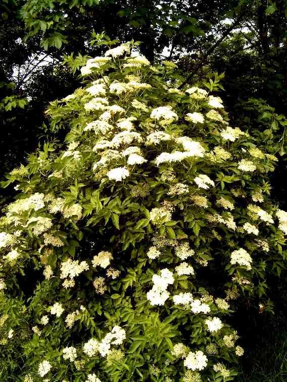  A dense green elderberry bush (Sambucus nigra) in bloom, covered with clusters of small, creamy-white flowers against a backdrop of darker foliage.