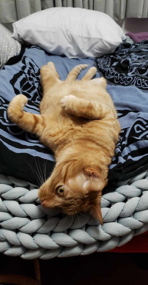 Orange tabby lying on its back on a bed