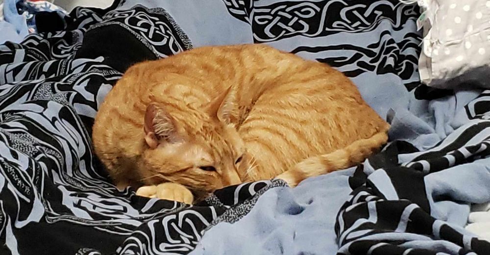Orange tabby on a blue & black blanket 