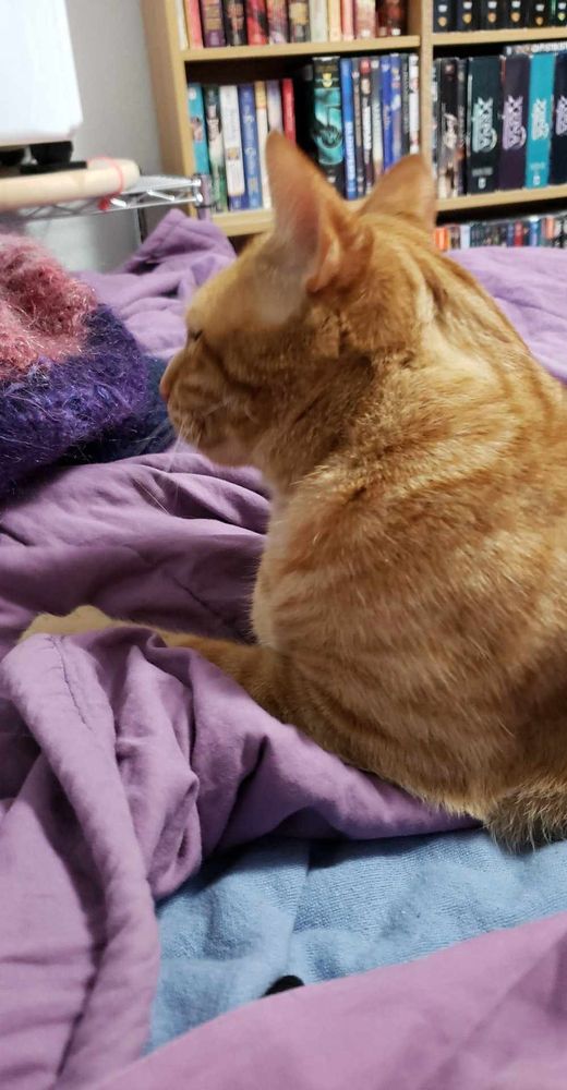 Orange tabby on a purple blanket 