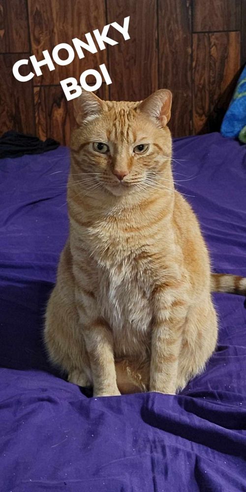 Orange tabby sitting up on a purple sheet with the words "chonky boi"