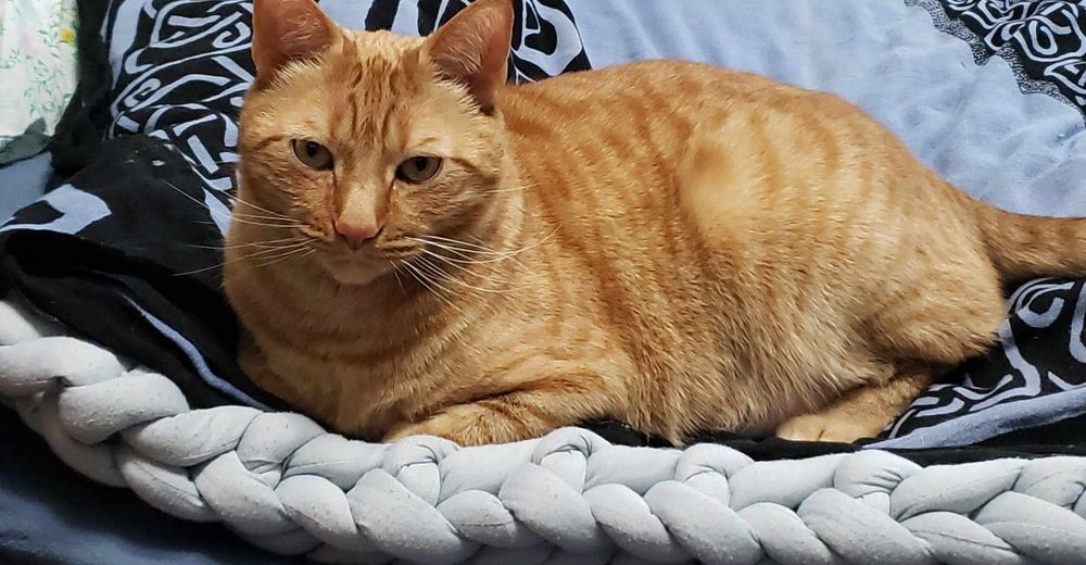 Orange tabby on blankets