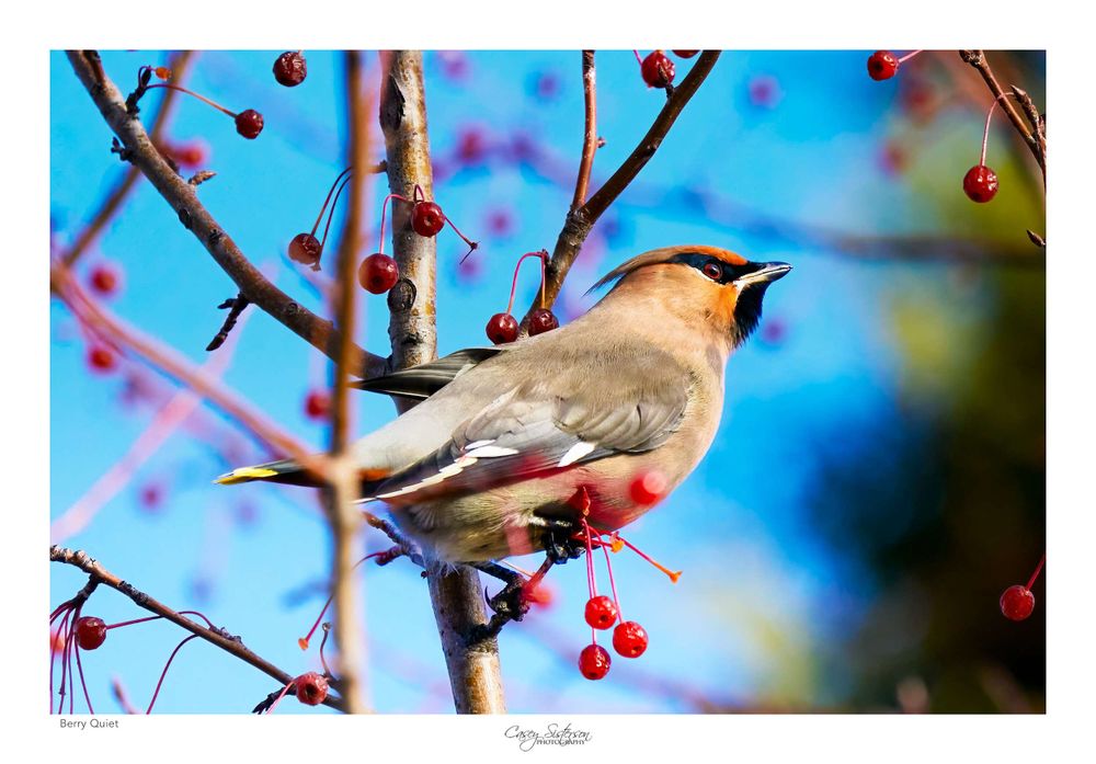 A Bohemian Waxwing perched on a thin branch, feeding on bright red berries. The bird’s warm brown and grey feathers catch the light, with clear wing markings visible. A blue sky forms a clean backdrop behind the bird and berries.