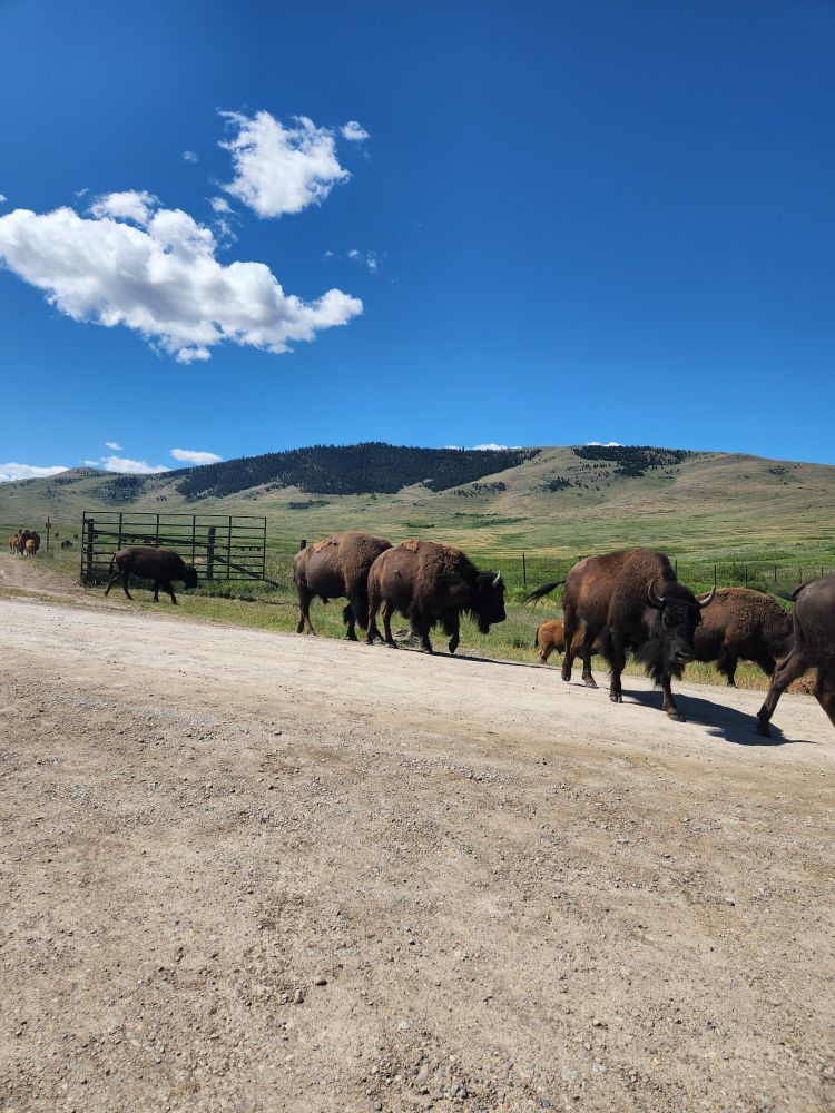 Bison. Montana