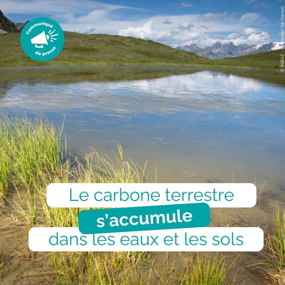 Photo d'une zone humide dans les Alpes avec un texte écrit : Le carbone s'accumule dans les eaux et les sols.