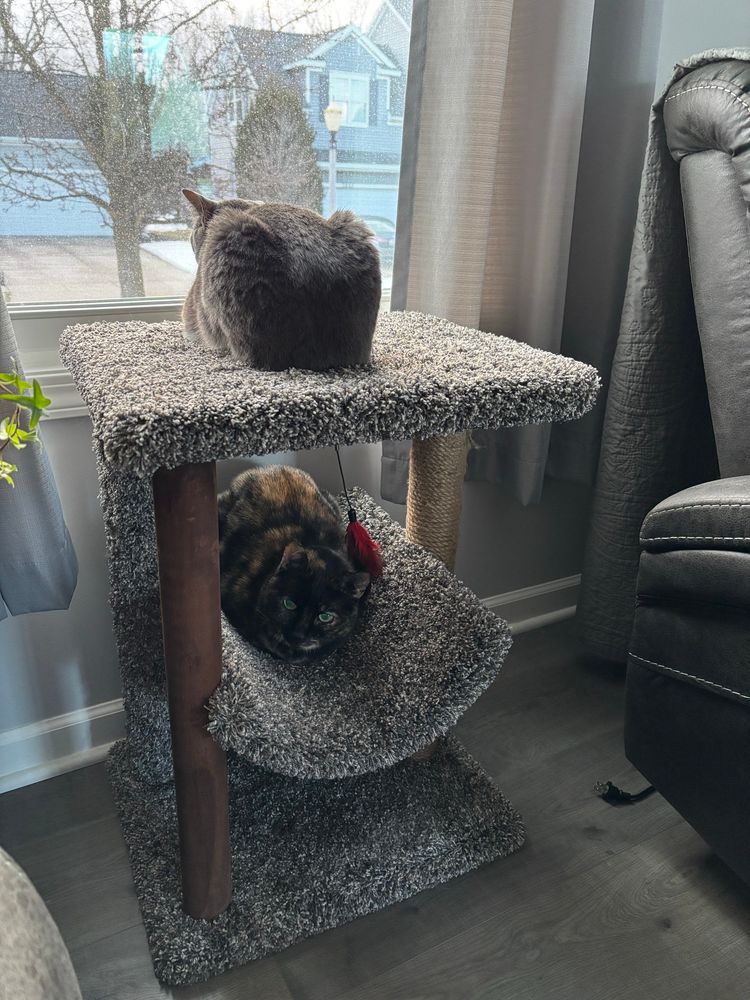 A gray and white cat looking out a window on a cat scratcher, while the lower level is occupied by a dark tortoiseshell cat.
