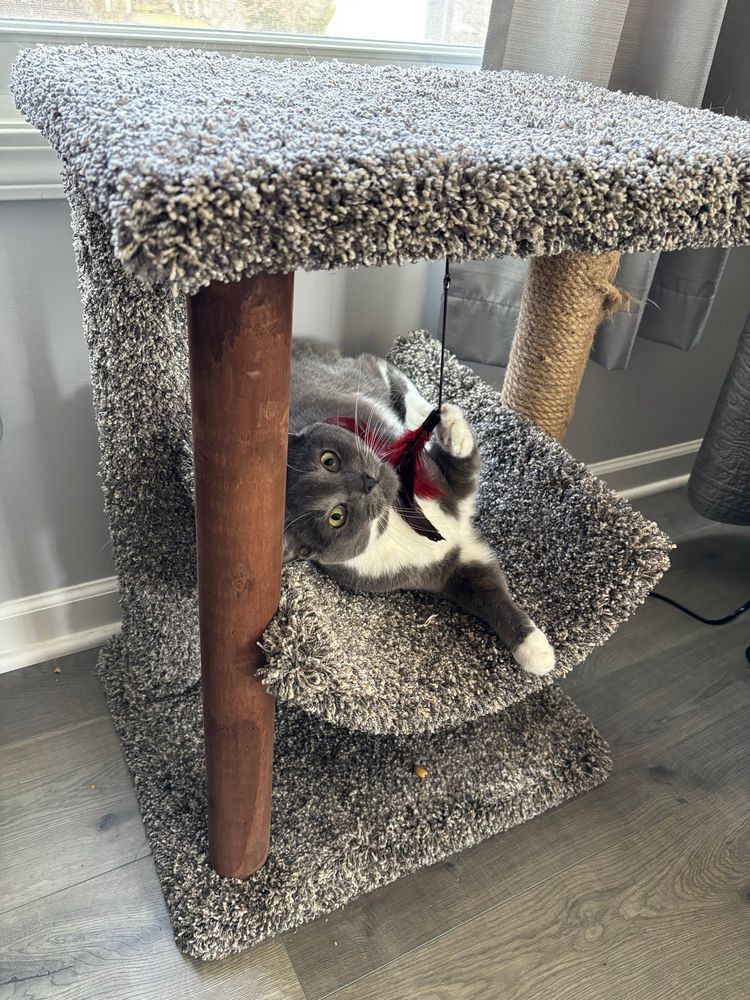 Chloe, a gray and white cat playing on a cat  bench.