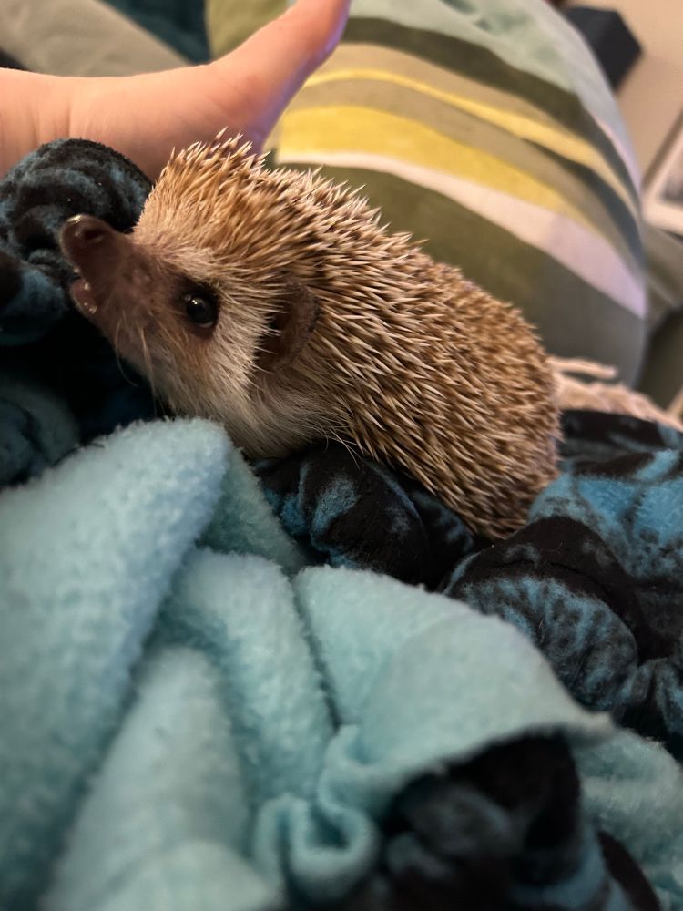 A hedgehog with his mouth open, standing on blue fleece. 