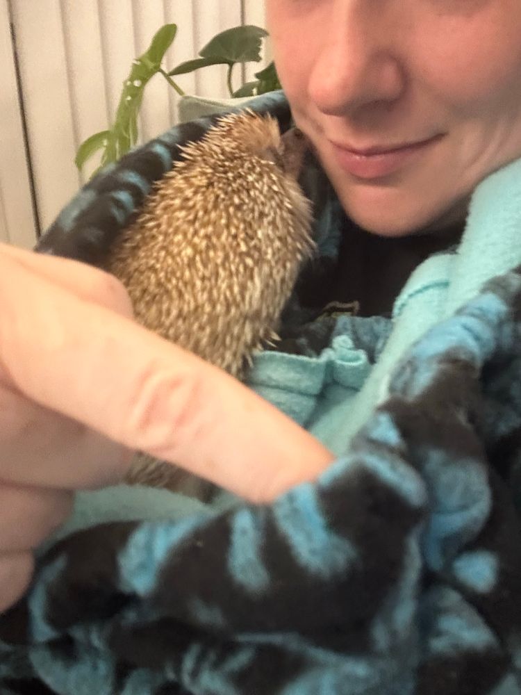 A hedgehog with his nose against a human adult’s cheek. A finger is in the foreground holding fleece out of the way.