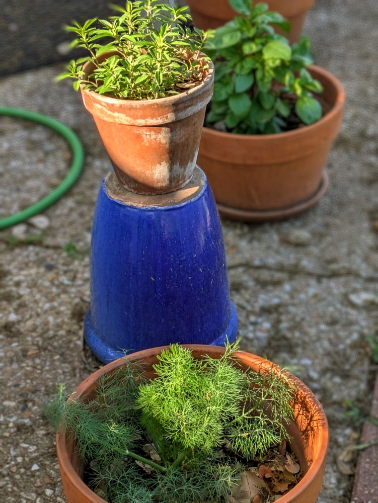 Three young but thriving potted plants on a back porch: dill, bee balm, and basil.