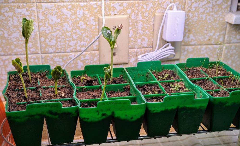 A tray of seed starter and soil under a grow light. Contains six dangerously tall zucchini sprouts, basil sprouts that will need to be hella thinned, and some precarious and wispy dill.
