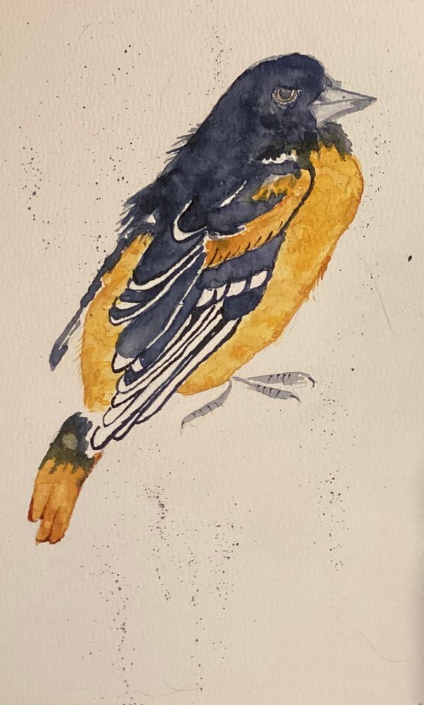 Baltimore oriole, mostly orange with black and white wings.