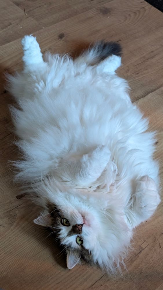 A mound of white floof looking like an avalanche exploding in slow motion, with legs and a head, laying on her back on a pale wood floor
