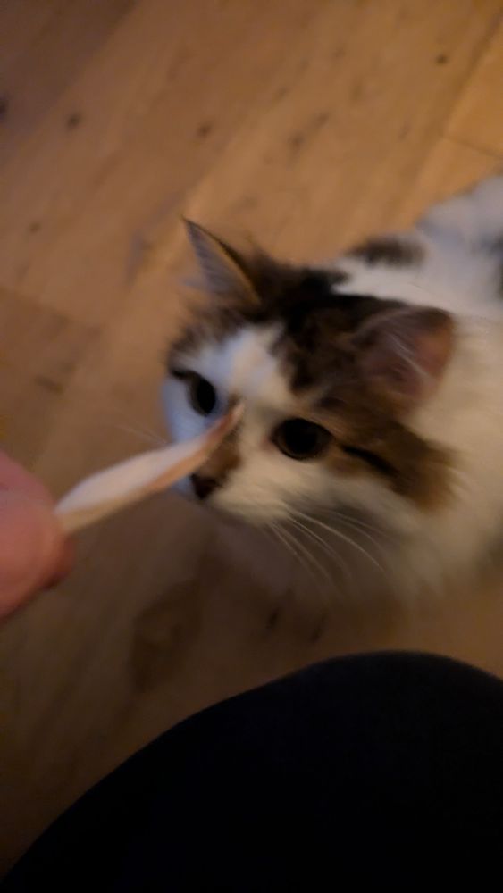 Holding out some chimken for Mousecow. Amazingly, she hasn't savaged me for it yet.