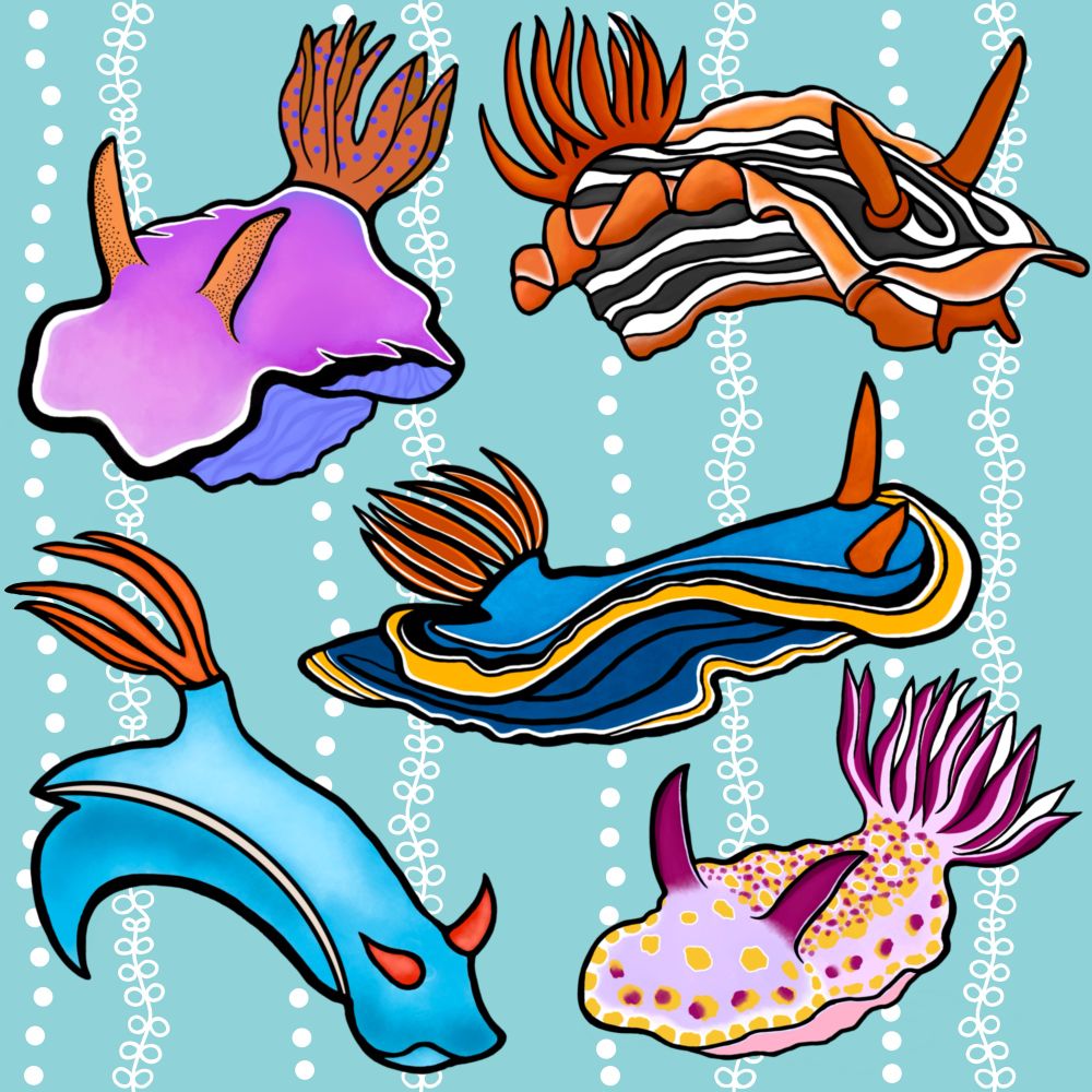 Five different colorful nudibranchs, aka sea slugs, on a light blue watery pattern. 