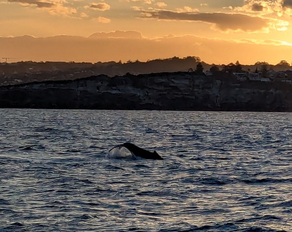 The tail of a whale, near the entrance of Sydney harbour, framed against the sunset
