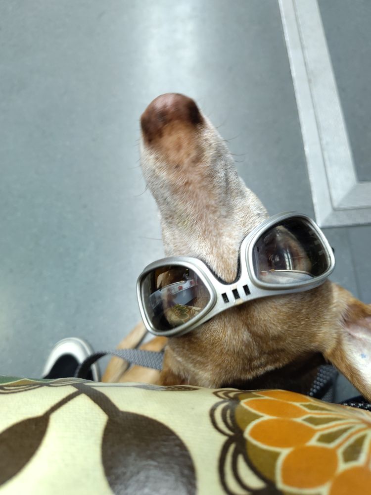 Hund mit Brille schaut in die Kamera