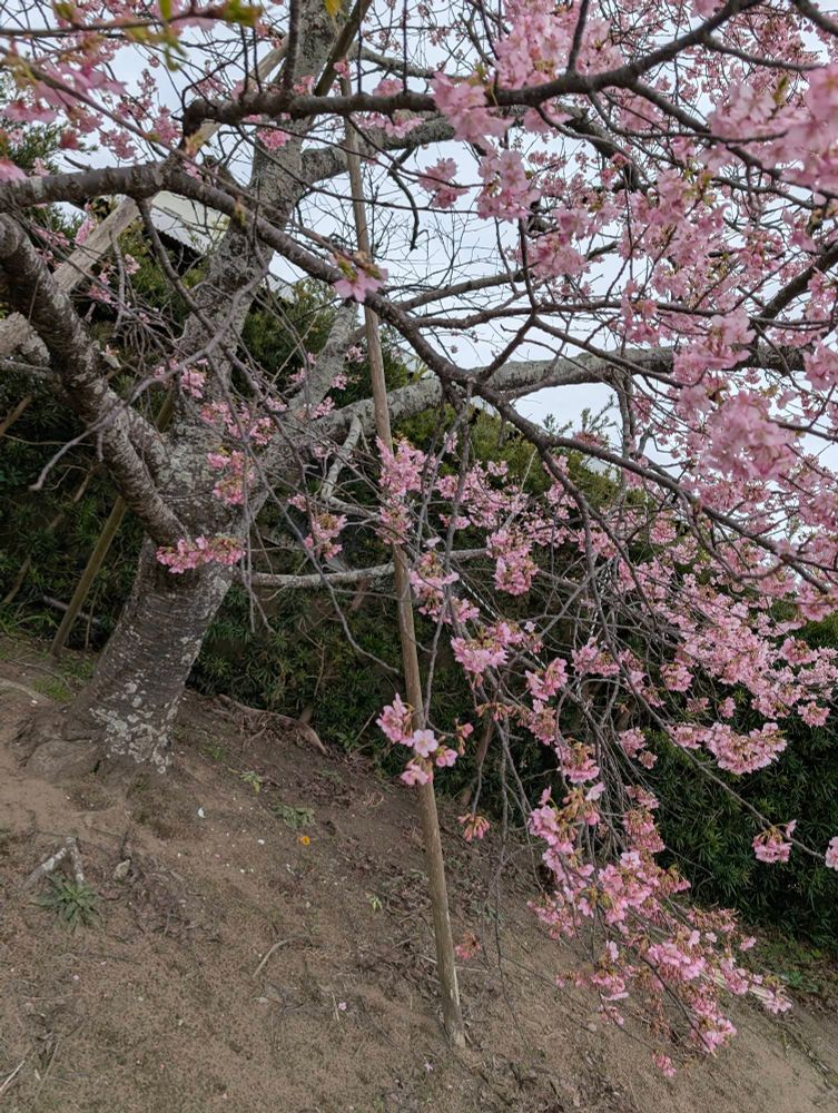 河津桜🌸