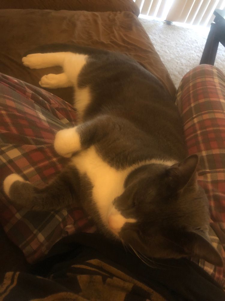 A grey and white cat named Hiruko laying on my plaid clad lap.
