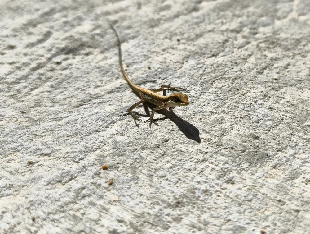A tiny lizard sunbathing on concrete